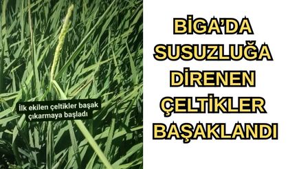 Çanakkale Biga’da susuzluğa direnen çeltikler başaklandı