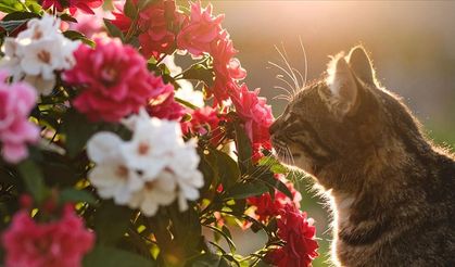Bilim insanlarına göre, hayvanlar bitkilerin çıkardığı gizli seslere tepki veriyor