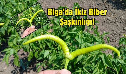 Biga’da İkiz Biber Şaşkınlığı!