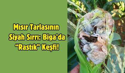 Mısır Tarlasının Siyah Sırrı: Biga’da “Rastık” Keşfi!