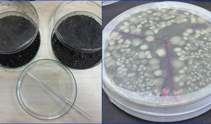 Petrolle kirlenmiş topraklar deniz bakterileriyle temizleniyor