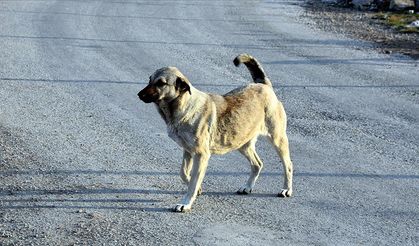 Çanakkale’de Sürü Köpeklerine Mikroçip Zorunluluğu