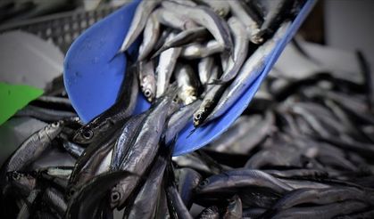 Hamsi yılın ilk yarısında 19 ülkeden alıcı buldu