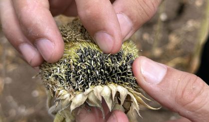 Kuraklık Vurmuştu: Çiftçilere 2,5 Milyar Lira TARSİM Tazminatı Ödendi