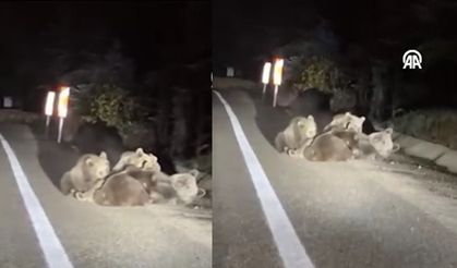 Bir ayının yolda yavrularını emzirmesi kamerada (Video)