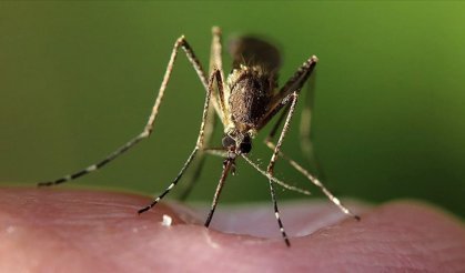 Isınan dünya, yeni salgınlara zemin hazırlıyor