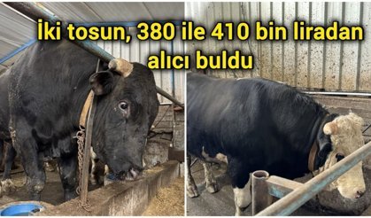 İki tosun, 380 ile 410 bin liradan alıcı buldu