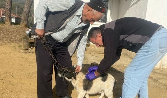 Biga’da sahipli kedi ve köpeklere kuduz aşısı yapılıyor