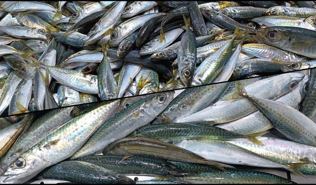 Biga’da av sezonu bitse de balık tezgahları dolu; İşte balık fiyatları