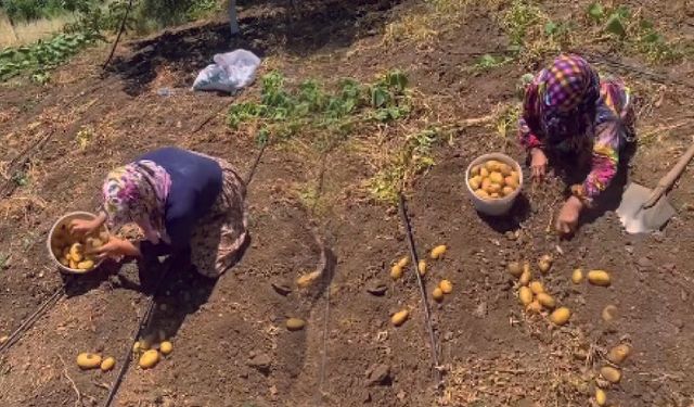 Çanakkale Biga’da patates hasadı