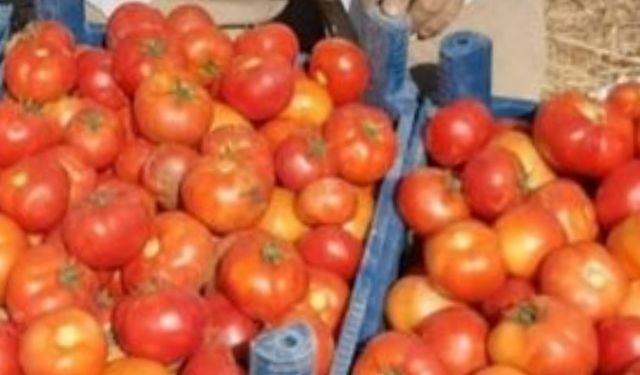 Biga domatesi pazarlara çıktı