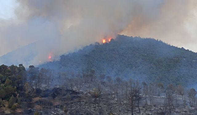 Balıkesir'de çıkan orman yangını söndürülmeye çalışılıyor