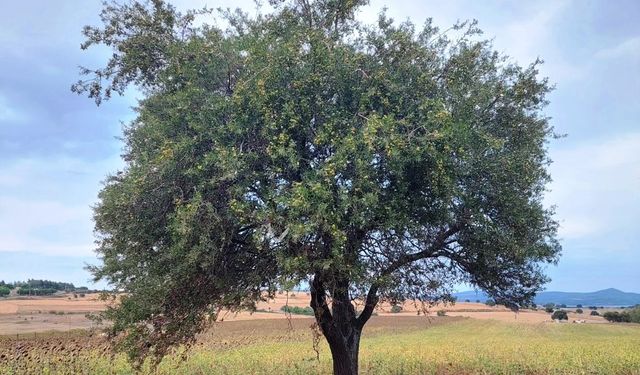 Filmlere konu olan Çanakkale’deki meşhur ahlat ağacı