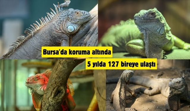 Bursa'da koruma altında 5 yılda onlarca bireye ulaştı