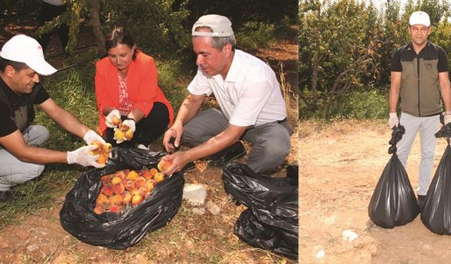 Çanakkale Bayramiç’te Akdeniz Meyve Sineğiyle Mücadele