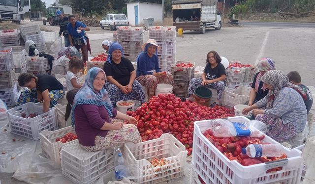 Çanakkale Biga’da 30 Yıl sonra gelen hasat