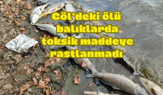 Göl'deki ölü balıklarda toksik maddeye rastlanmadı