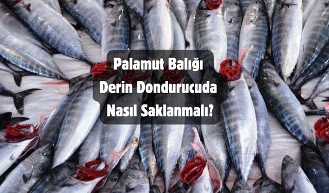 Palamut Balığı Derin Dondurucuda Nasıl Saklanır?