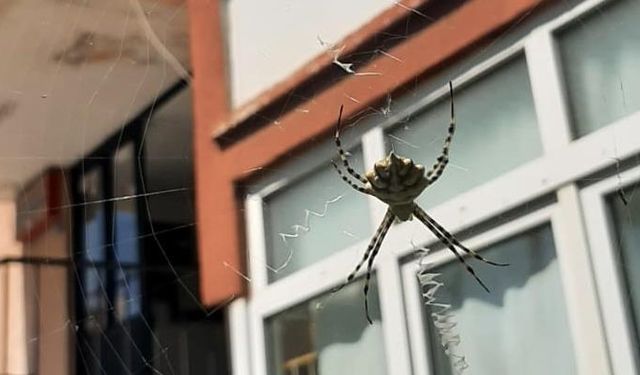 Zehirli örümceklerden "argiope lobata" türüne rastlandı