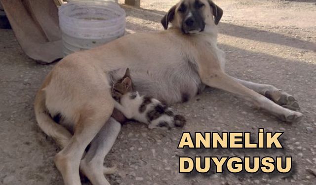 Çanakkale’de Anne köpek, yavru kediyi evlatlık aldı