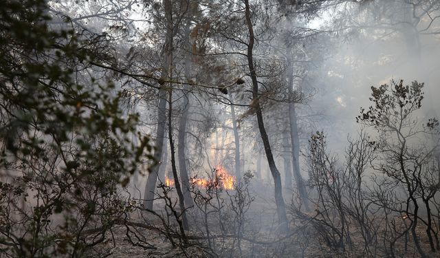 Çanakkale'de çıkan orman yangını kontrol altına alındı