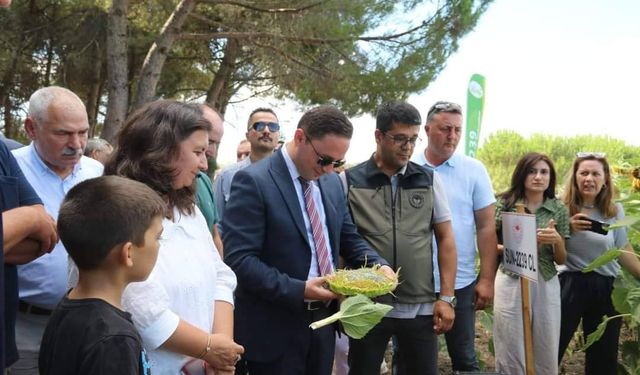 Çanakkale Biga’da Ayçiçek verimi kuraklıktan etkilendi mi?