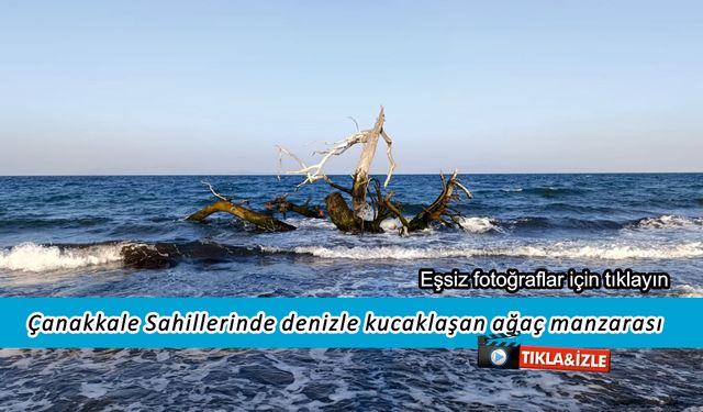 Çanakkale Sahillerinde denizle kucaklaşan ağaç manzarası