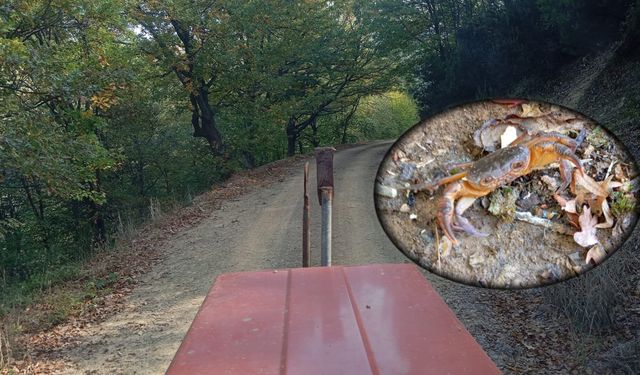 Çanakkale’nin Biga ormanlarında şaşırtan keşif