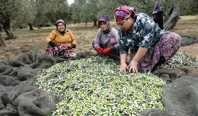 Biga’nın komşu ilçesinde zeytin üreticileri yağmur bekliyor