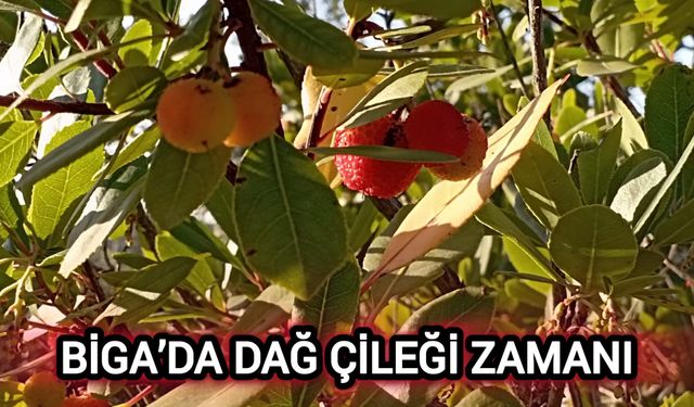 Çanakkale Biga’da dağ çileği zamanı