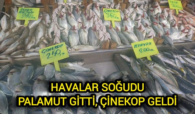 Havalar Soğudu, Palamut Gitti Çinekop Geldi