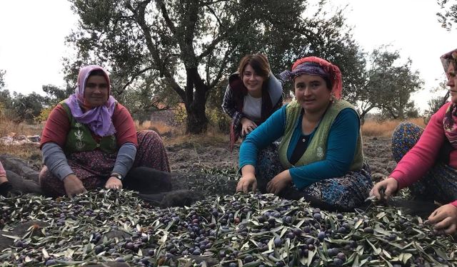 Ayvalık Uluslararası Zeytin Hasat Festivali'nde yemek yarışması yapıldı