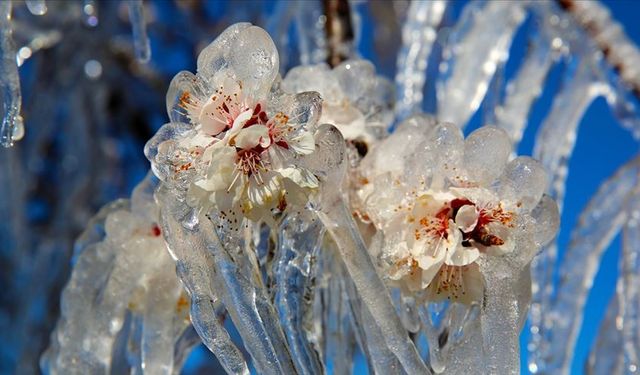 Meteorolojiden bazı iller için zirai don uyarısı