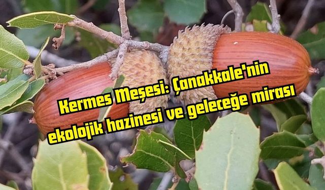 Kermes Meşesi: Çanakkale'nin ekolojik hazinesi ve geleceğe mirası