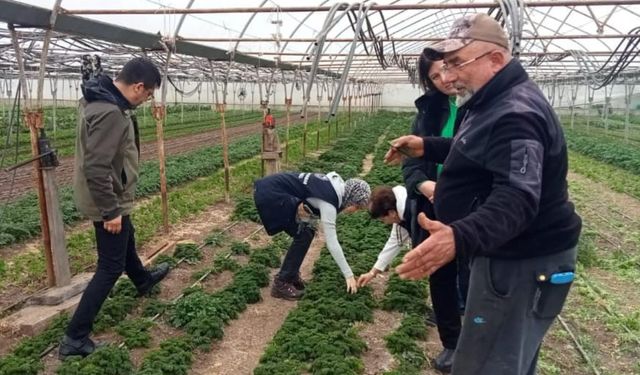 İnsan Sağlığına Zararlı Otlara Karşı Çanakkale’de Harekete Geçildi