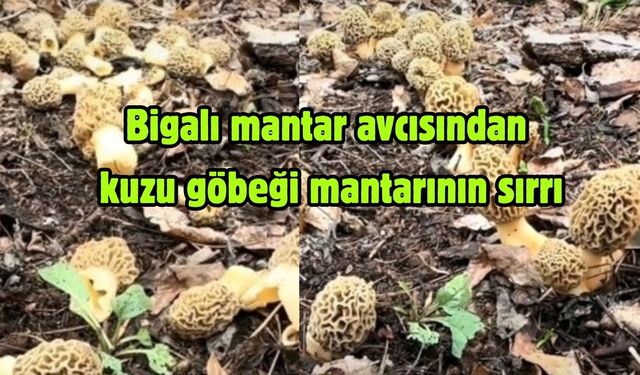 Bigalı mantar avcısından kuzu göbeği mantarının sırrı