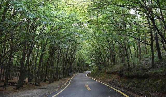 Yangın riski yüksek bölgelerde ormanlık alanlara giriş yasağı uygulanacak