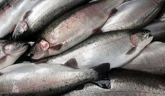 Türk somonu ihracatı yılın ilk çeyreğinde 84,4 milyon doları aştı
