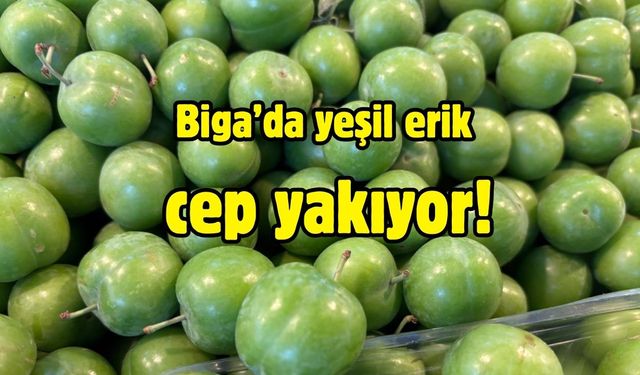 Biga’da yeşil erik cep yakıyor!