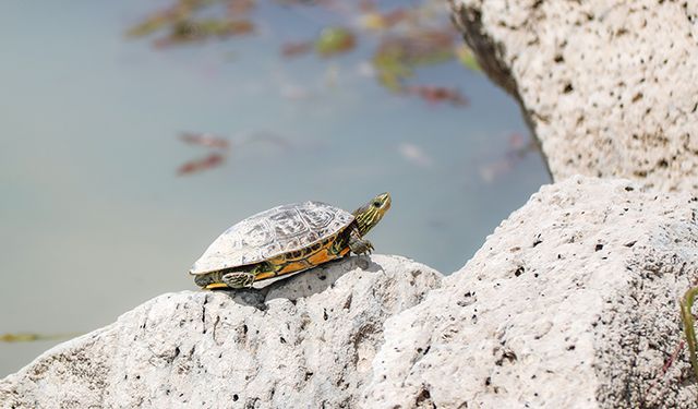 Tatlı su kaplumbağaları yavaş yavaş yok oluyor
