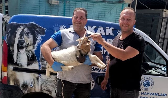 Başıboş Oğlak Biga Çarşı’yı Karıştırdı