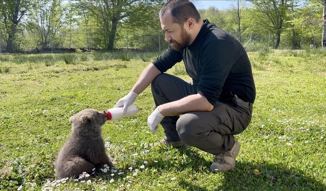 Doğada bulunan 2 ayı yavrusunu veteriner hekimler besledi