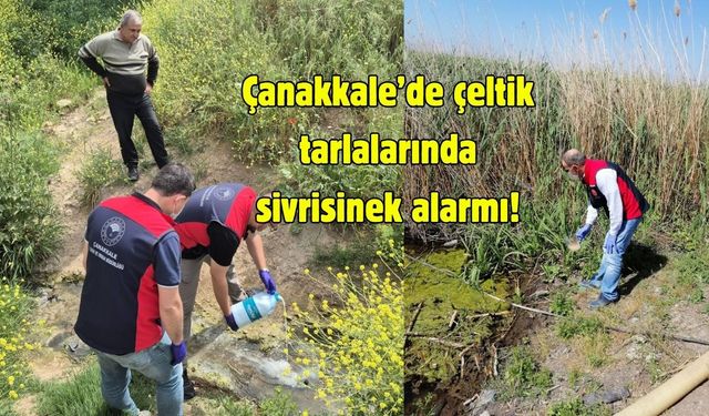 Çanakkale’de çeltik tarlalarında sivrisinek alarmı!