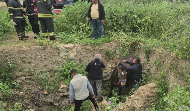 Çukura düşen at itfaiye tarafından kurtarıldı