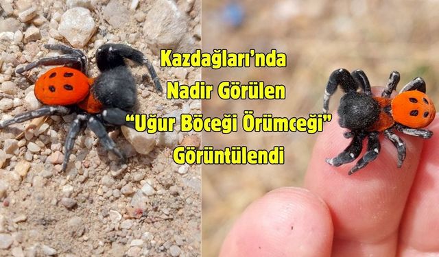 Kazdağları’nda Nadir Görülen “Uğur Böceği Örümceği” Görüntülendi