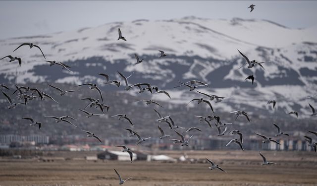 Kuş çeşitliliğinin korunması için göç rotaları haritalandırılacak