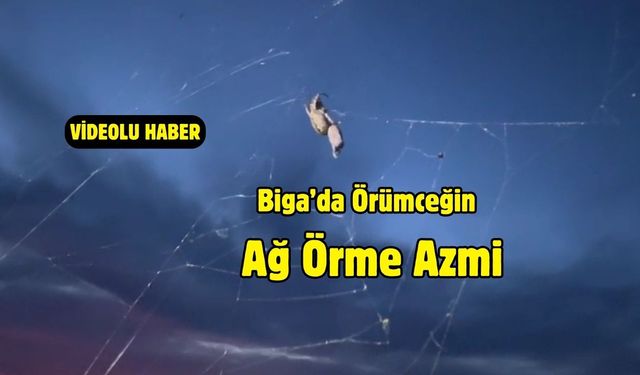 Biga’da Örümceğin Ağ Örme Azmi