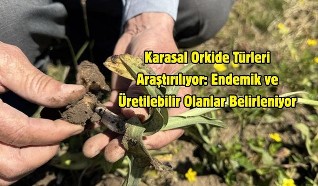 Karasal Orkide Türleri Araştırılıyor: Endemik ve Üretilebilir Olanlar Belirleniyor