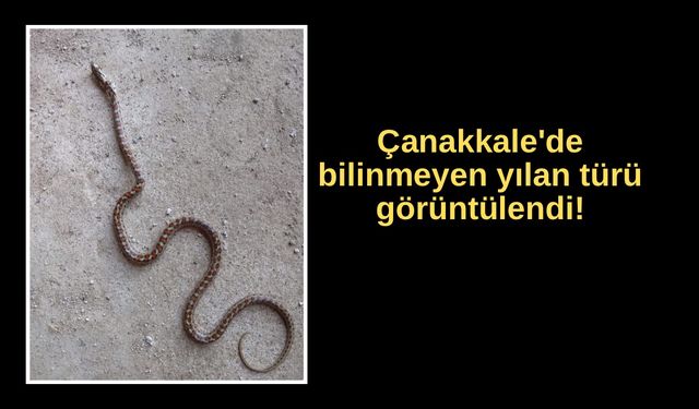 Çanakkale'de bilinmeyen yılan türü görüntülendi!