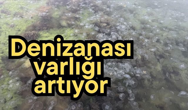 Denizanası varlığı artıyor